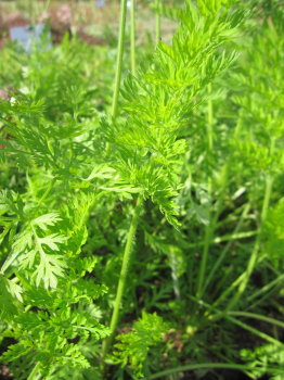 Preview: Daucus carota 3